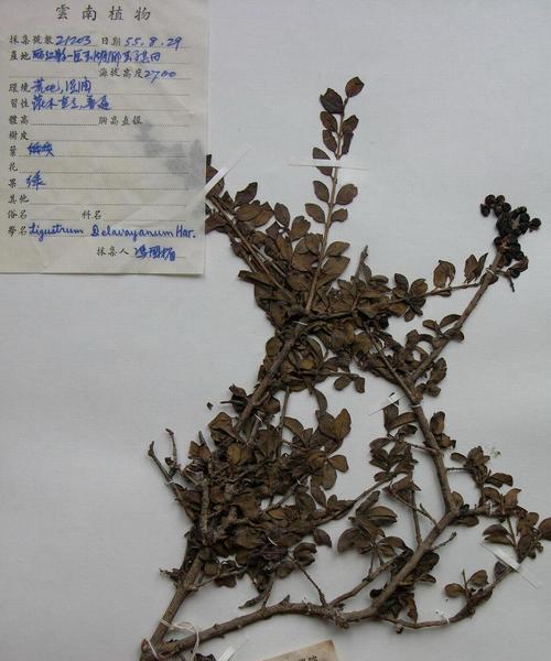 腊树，一棵生命力顽强的树（探究腊树的种类、习性、用途以及养护方法）-第3张图片-绿意生活