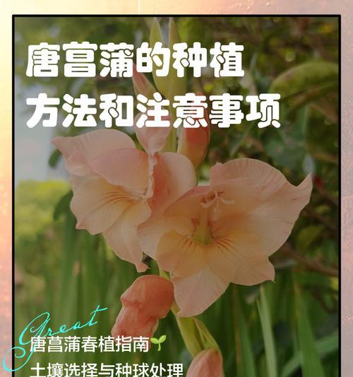 唐菖蒲倒伏后的抢救与保护措施（应对唐菖蒲倒伏的有效措施与技巧）-第1张图片-绿意生活