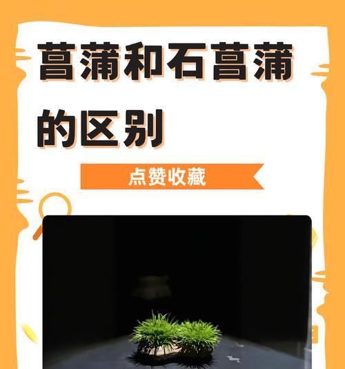 唐菖蒲倒伏后的抢救与保护措施（应对唐菖蒲倒伏的有效措施与技巧）-第2张图片-绿意生活