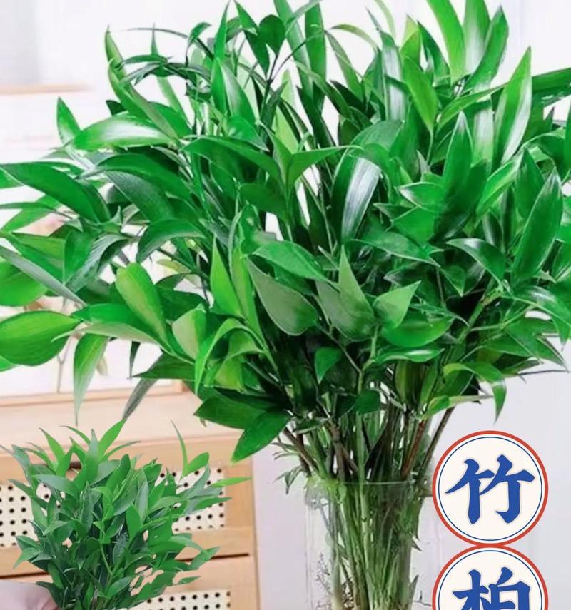 竹类花养护技巧揭秘（打造更旺盛的竹类花园，从这些关键技巧开始！）-第1张图片-绿意生活