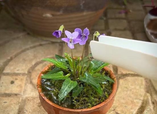 紫花地丁盆栽的种植技巧与养护方法（打造别致庭院，从紫花地丁盆栽开始）-第2张图片-绿意生活