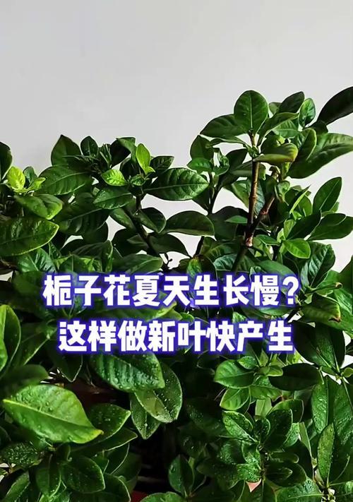 桅子花夏天的种植与养护（打造夏日花海，桅子花的养殖技巧与常见问题解答）-第1张图片-绿意生活