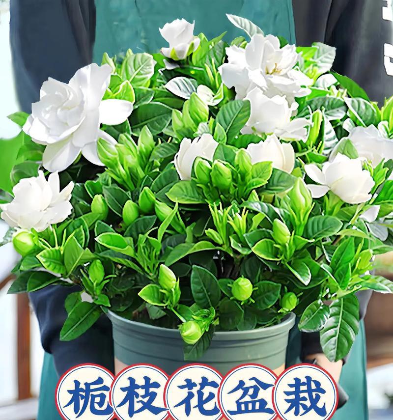 桅子花夏天的种植与养护（打造夏日花海，桅子花的养殖技巧与常见问题解答）-第3张图片-绿意生活