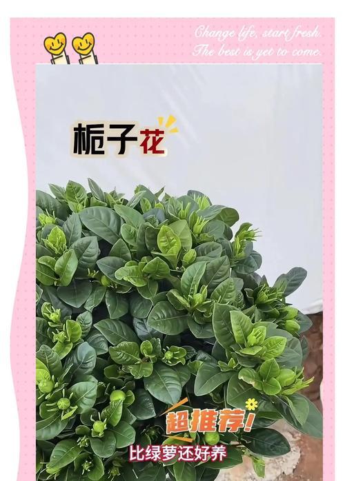 桅子花夏天的种植与养护（打造夏日花海，桅子花的养殖技巧与常见问题解答）-第2张图片-绿意生活