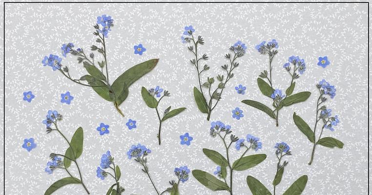 以勿忘我鲜花的绘画技巧与表现方法（轻松学会画出逼真的勿忘我花朵，让作品充满生机）-第2张图片-绿意生活