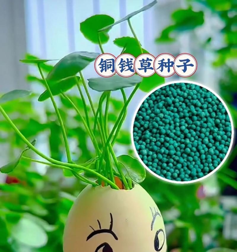 铜钱草种子的种植与养护技巧（打造绿色家居，从铜钱草种子开始）-第2张图片-绿意生活