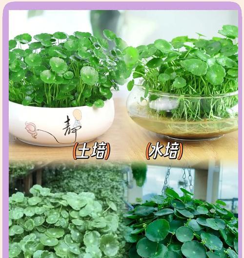 铜钱草种子的种植与养护技巧（打造绿色家居，从铜钱草种子开始）-第1张图片-绿意生活