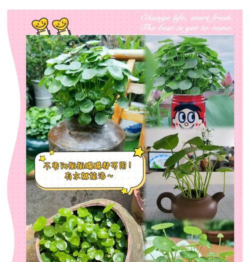 铜钱草种子的种植与养护技巧（打造绿色家居，从铜钱草种子开始）-第3张图片-绿意生活
