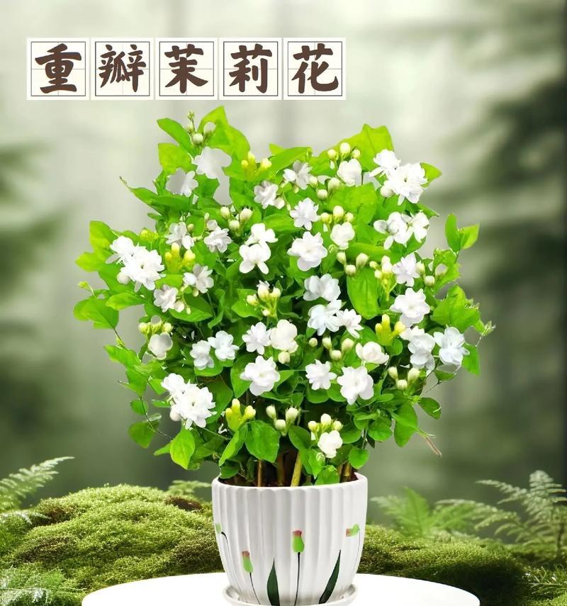 水晶茉莉的开花时间及技巧（掌握这些技巧，让水晶茉莉常年开花）-第3张图片-绿意生活