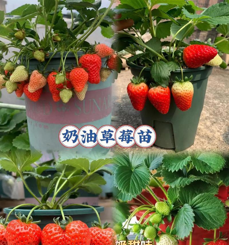 四季草莓到底有毒吗？（室内养殖须知）-第1张图片-绿意生活