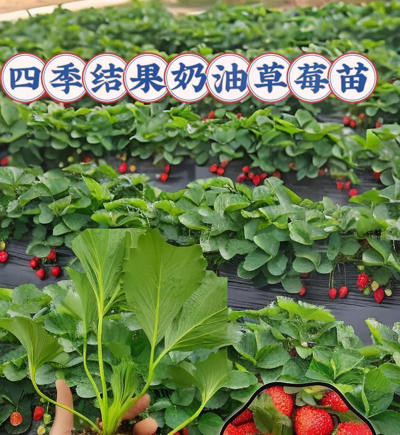 四季草莓到底有毒吗？（室内养殖须知）-第2张图片-绿意生活