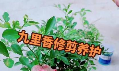 九里香开花修剪技巧（打造美丽花园的秘密武器——九里香开花修剪技巧）-第1张图片-绿意生活