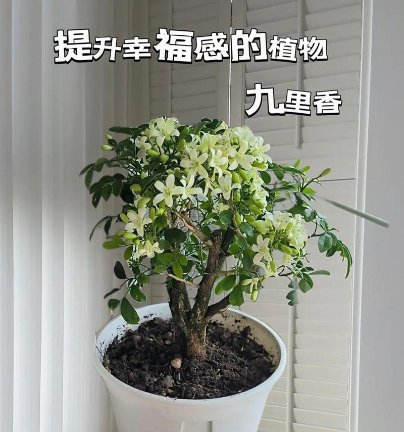 九里香开花修剪技巧（打造美丽花园的秘密武器——九里香开花修剪技巧）-第2张图片-绿意生活