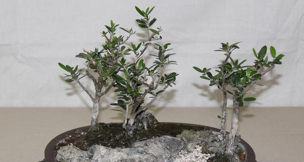 九里香开花修剪技巧（打造美丽花园的秘密武器——九里香开花修剪技巧）-第3张图片-绿意生活