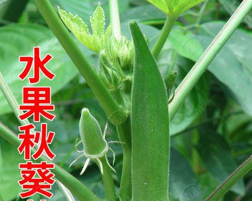 秋葵种植全攻略（几月份种合适？如何选择品种？种植注意事项等）-第1张图片-绿意生活