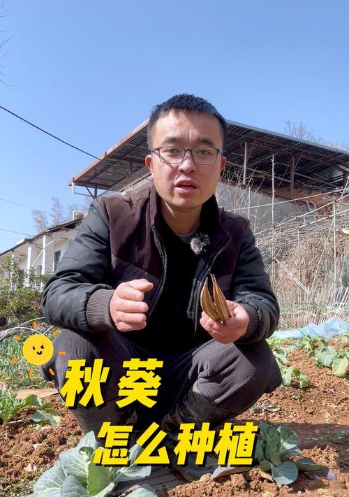 秋葵种植全攻略（几月份种合适？如何选择品种？种植注意事项等）-第3张图片-绿意生活