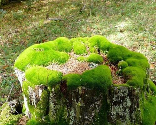 苔藓发黑的原因及处理方法（了解苔藓为什么会变黑以及如何解决）-第2张图片-绿意生活