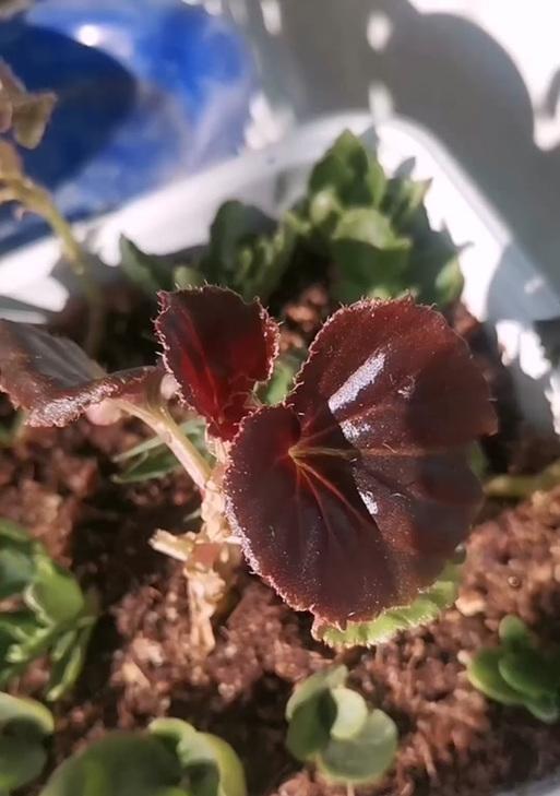 四季海棠花招虫子的应对方法（打造健康的花园，远离害虫困扰）-第1张图片-绿意生活