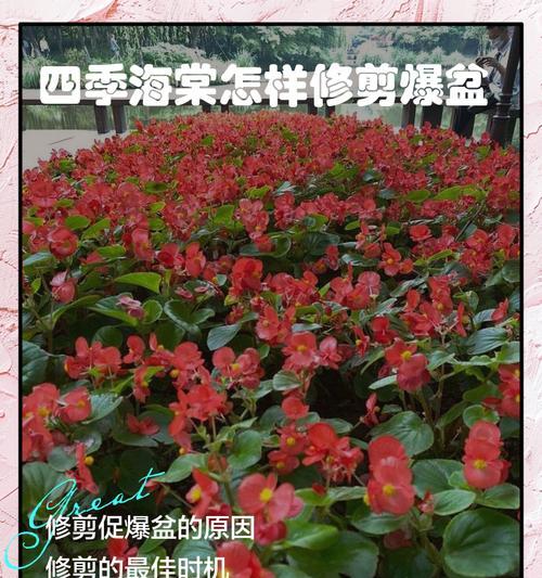 四季海棠花招虫子的应对方法（打造健康的花园，远离害虫困扰）-第2张图片-绿意生活
