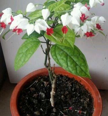 《龙吐珠花须根多的原因及解决方法》（龙吐珠的珍贵之处与繁殖技巧）-第3张图片-绿意生活