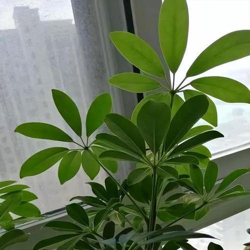 如何养护小鹅掌柴？（关爱盆栽中的小鹅掌柴，打造绿色空间）-第1张图片-绿意生活