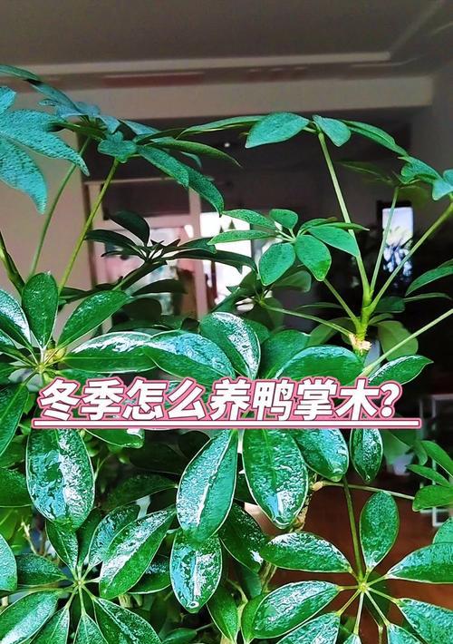 如何养护小鹅掌柴？（关爱盆栽中的小鹅掌柴，打造绿色空间）-第3张图片-绿意生活