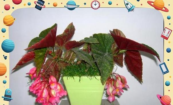 夏天如何养护竹节海棠？-第3张图片-绿意生活