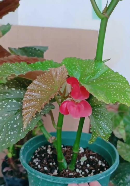 夏天如何养护竹节海棠？-第2张图片-绿意生活