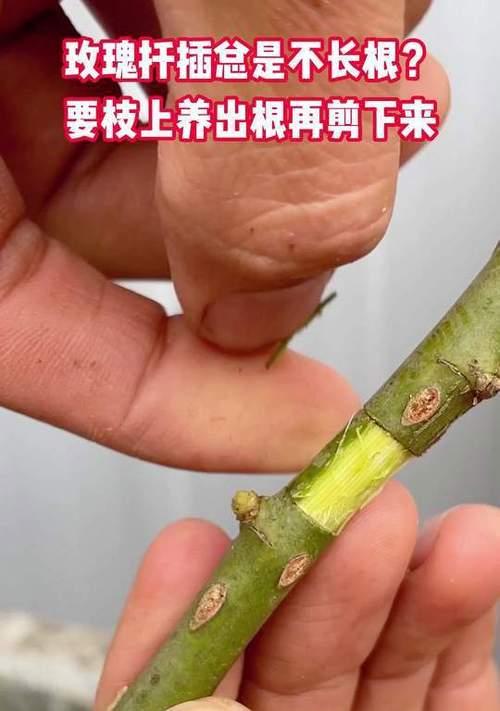 从玫瑰花剪下来怎么种——培育美丽玫瑰的秘诀（以剪下的玫瑰花开启你的花园之旅）-第2张图片-绿意生活