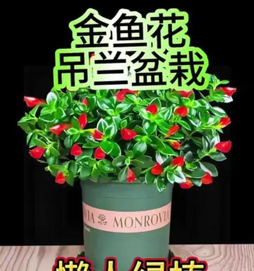 家里养吊兰，风水带来好运-第2张图片-绿意生活