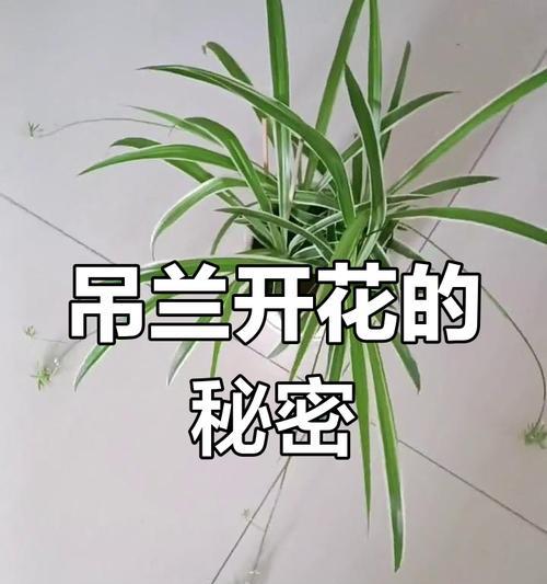 家里养吊兰，风水带来好运-第3张图片-绿意生活