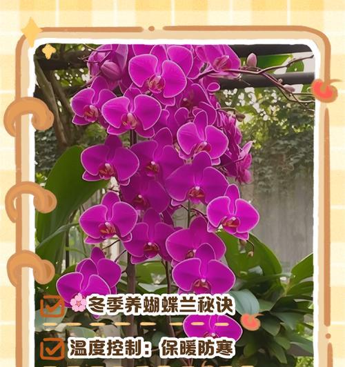 蝴蝶兰冬季快速生长的关键（掌握关键因素，让蝴蝶兰在冬天茁壮成长）-第3张图片-绿意生活