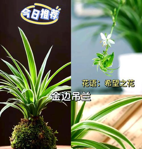 如何让金边吊兰茁壮成长？（掌握浇水技巧，让金边吊兰生机盎然）-第2张图片-绿意生活
