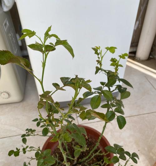 玫瑰花上出现红蜘蛛了怎么办？（红蜘蛛危害及防治措施）-第3张图片-绿意生活