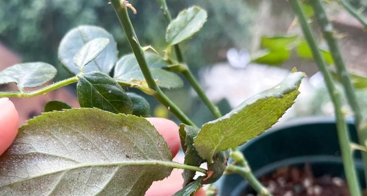玫瑰花上出现红蜘蛛了怎么办？（红蜘蛛危害及防治措施）-第2张图片-绿意生活