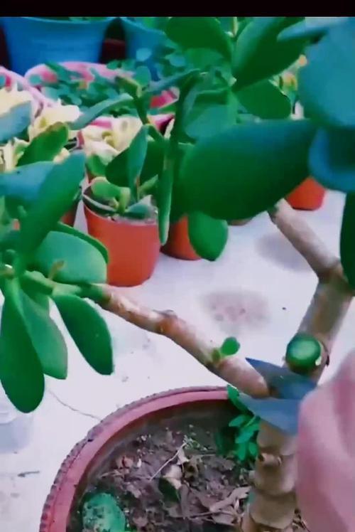 以扦插的玉树如何变得粗壮？（通过合适的管理技巧和环境条件，让玉树健康生长）-第1张图片-绿意生活