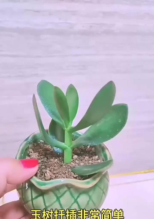 以扦插的玉树如何变得粗壮？（通过合适的管理技巧和环境条件，让玉树健康生长）-第3张图片-绿意生活