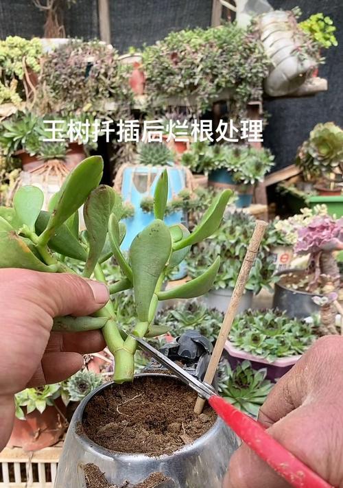 以扦插的玉树如何变得粗壮？（通过合适的管理技巧和环境条件，让玉树健康生长）-第2张图片-绿意生活