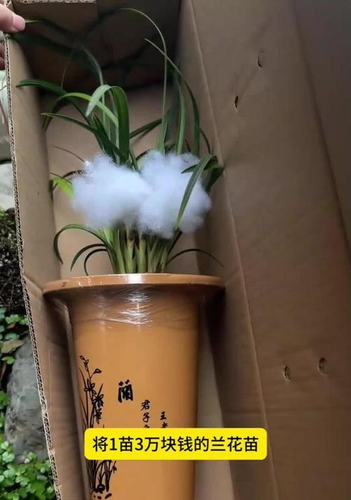 以兰草的苗化过程及养护技巧（打造美丽花园的秘密武器，让以兰草成为你家的新宠）-第3张图片-绿意生活