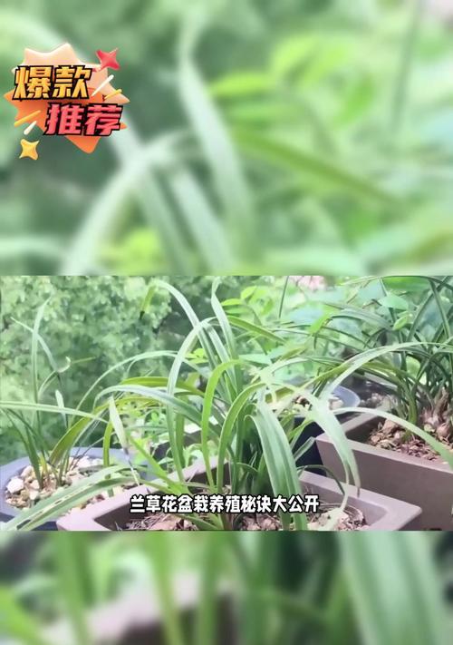 以兰草的苗化过程及养护技巧（打造美丽花园的秘密武器，让以兰草成为你家的新宠）-第2张图片-绿意生活