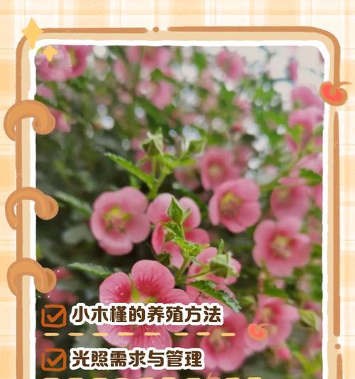 木槿花叶子小了该如何处理（木槿花叶子缩小的原因和治疗方法）-第1张图片-绿意生活