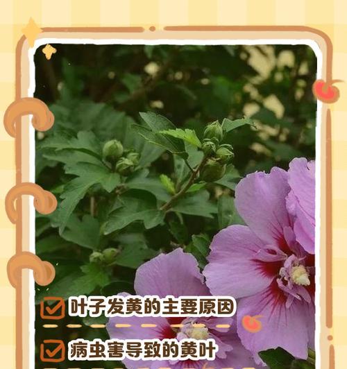 木槿花叶子小了该如何处理（木槿花叶子缩小的原因和治疗方法）-第2张图片-绿意生活