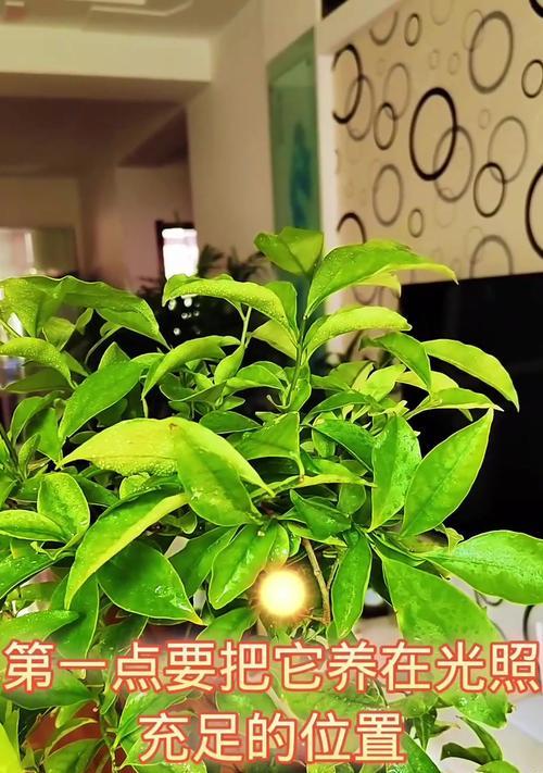 《如何正确养护以莫丽花》（打造盛开绚丽的花园，让以莫丽花成为焦点）-第3张图片-绿意生活
