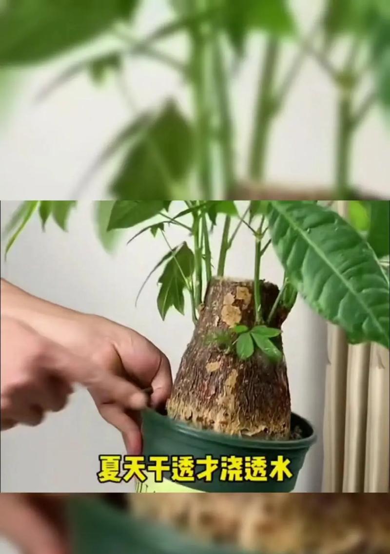 绿萝无暖气过冬，保持健康的秘诀（以绿萝怎么过冬，没有暖气也能让它茁壮成长）-第2张图片-绿意生活