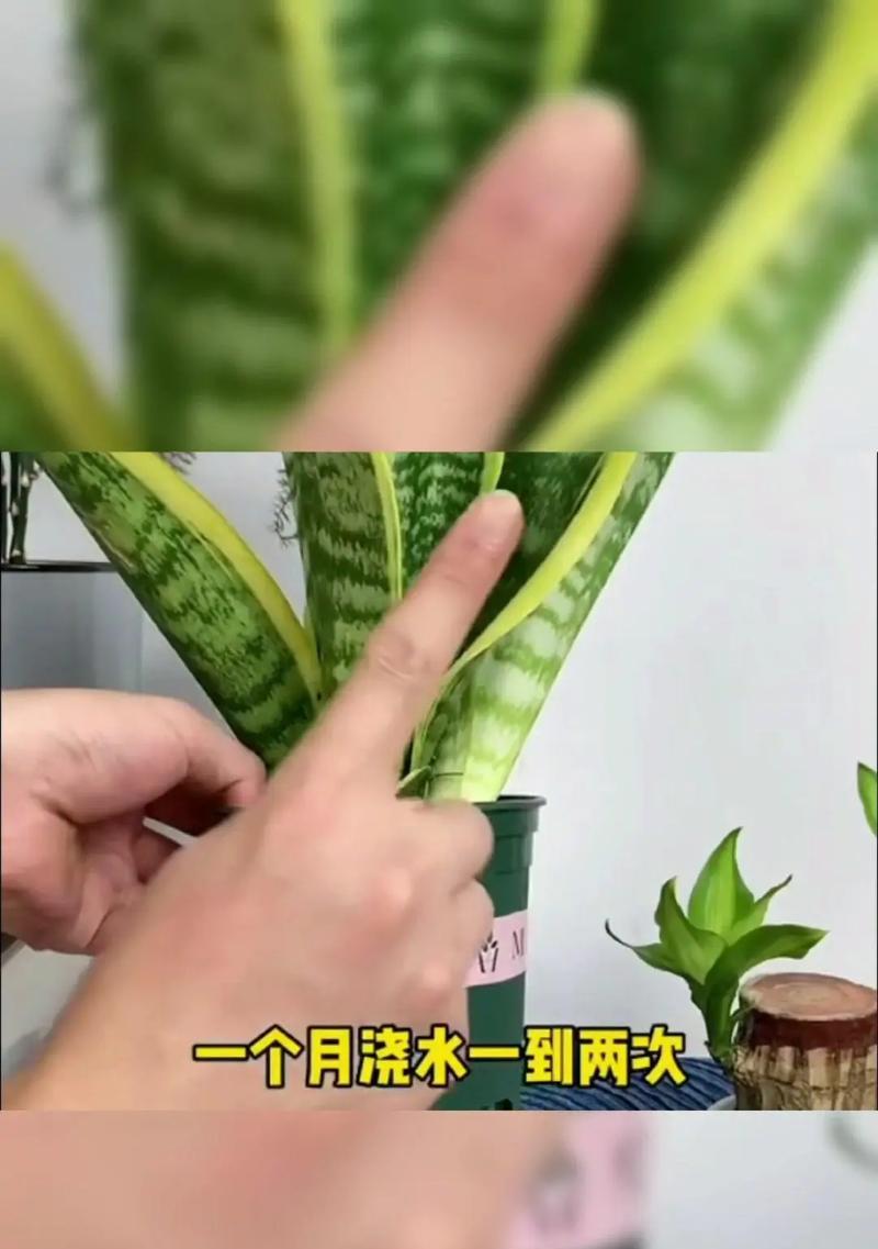 绿萝无暖气过冬，保持健康的秘诀（以绿萝怎么过冬，没有暖气也能让它茁壮成长）-第3张图片-绿意生活