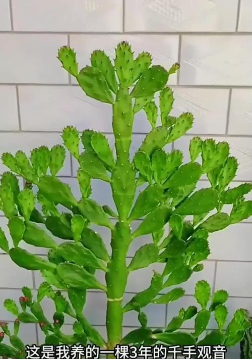以多肉牵手观音，打造迷人花园（用心种植、精心呵护，让多肉与观音相伴相生）-第1张图片-绿意生活