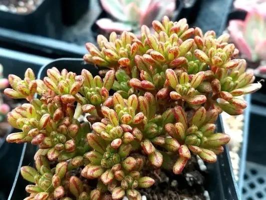 多肉植物养护指南——以小人祭多肉为例（了解小人祭多肉的特点与养护要点）-第2张图片-绿意生活
