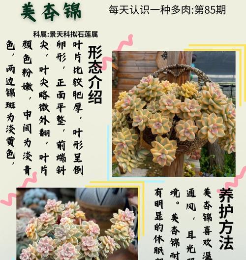 多肉植物养护指南——以小人祭多肉为例（了解小人祭多肉的特点与养护要点）-第1张图片-绿意生活