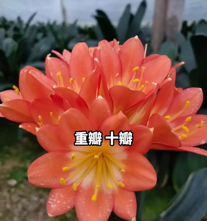 君子兰花的花期及养护技巧（掌握花期，享受绽放之美）-第1张图片-绿意生活