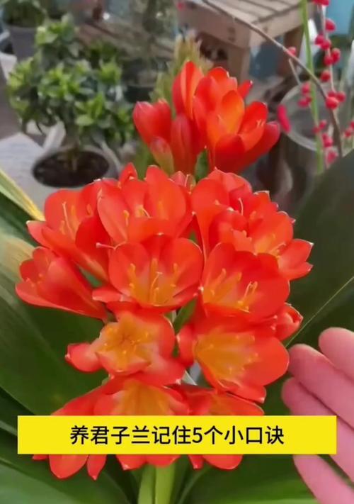 君子兰花的花期及养护技巧（掌握花期，享受绽放之美）-第3张图片-绿意生活